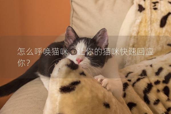怎么呼唤猫咪，让你的猫咪快速回应你？