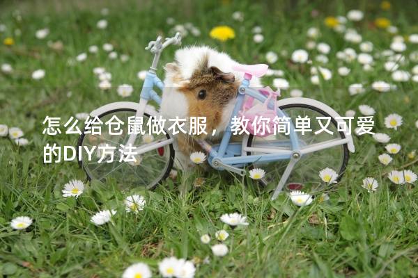 怎么给仓鼠做衣服，教你简单又可爱的DIY方法
