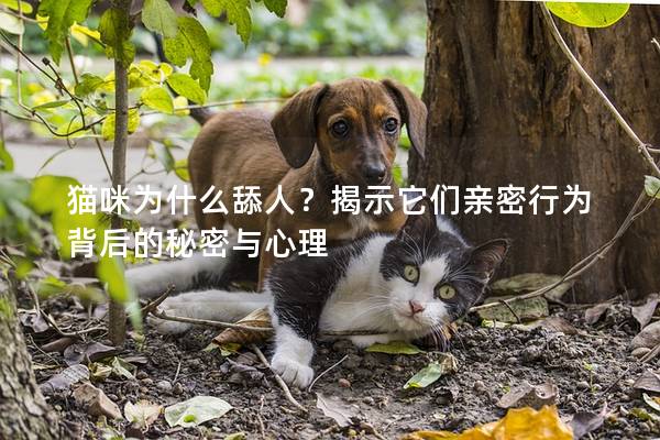 猫咪为什么舔人?揭示它们亲密行为背后的秘密与心理 猫咪为什么舔人?揭示它们亲密行为背后的秘密与心理