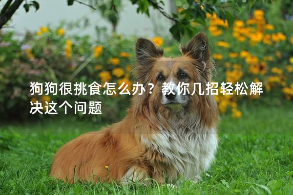 狗狗很挑食怎么办？教你几招轻松解决这个问题