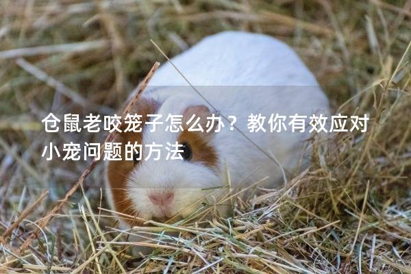 仓鼠老咬笼子怎么办？教你有效应对小宠问题的方法