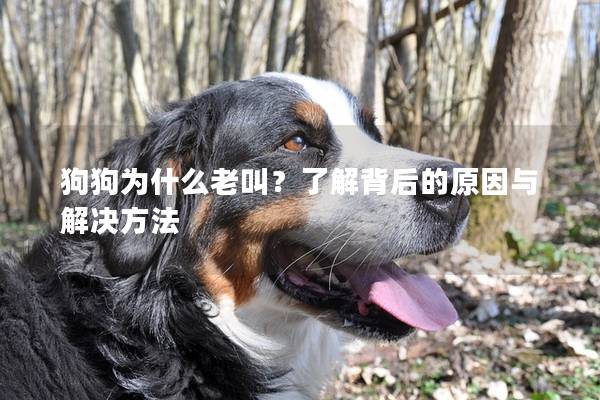 狗狗为什么老叫？了解背后的原因与解决方法