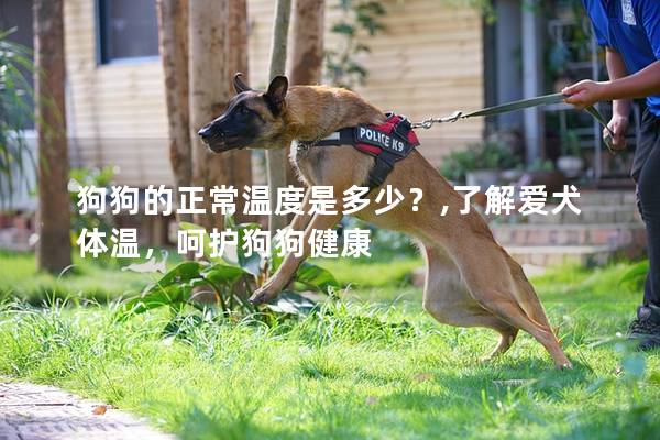 狗狗的正常温度是多少？,了解爱犬体温，呵护狗狗健康