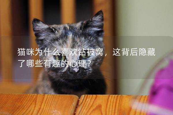 猫咪为什么喜欢钻被窝，这背后隐藏了哪些有趣的心理？
