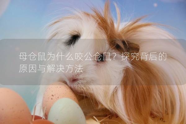 母仓鼠为什么咬公仓鼠？探究背后的原因与解决方法