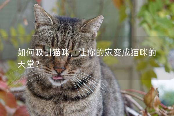 如何吸引猫咪，让你的家变成猫咪的天堂？