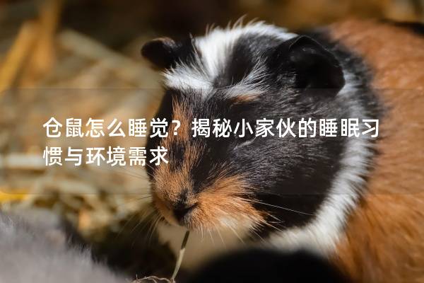 仓鼠怎么睡觉？揭秘小家伙的睡眠习惯与环境需求