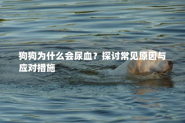 狗狗为什么会尿血？探讨常见原因与应对措施