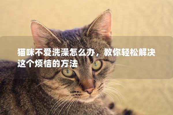 猫咪不爱洗澡怎么办，教你轻松解决这个烦恼的方法