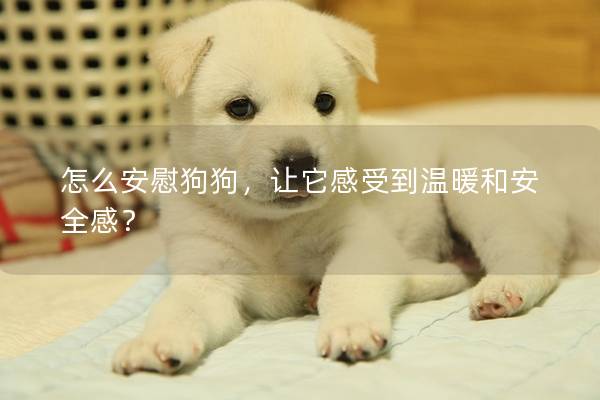 怎么安慰狗狗，让它感受到温暖和安全感？