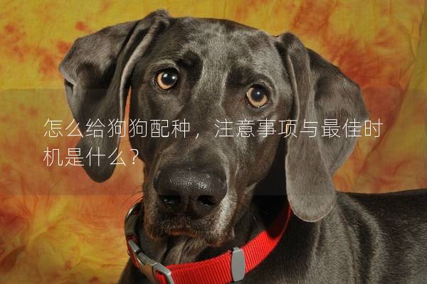 怎么给狗狗配种，注意事项与最佳时机是什么？
