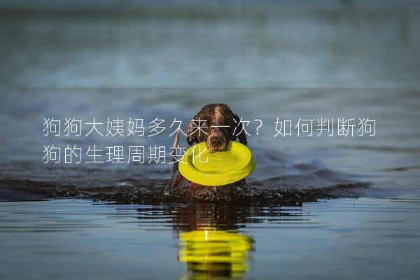 狗狗大姨妈多久来一次？如何判断狗狗的生理周期变化