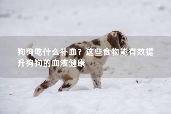 狗狗吃什么补血?这些食物能有效提升狗狗的血液健康 狗狗吃什么补血?这些食物能有效提升狗狗的血液健康