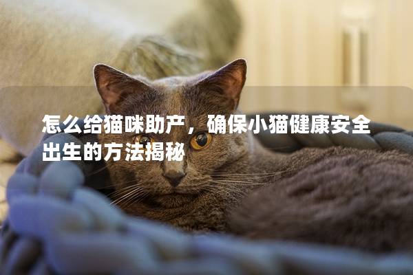 怎么给猫咪助产，确保小猫健康安全出生的方法揭秘