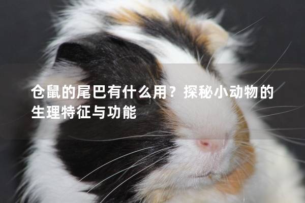 仓鼠的尾巴有什么用？探秘小动物的生理特征与功能