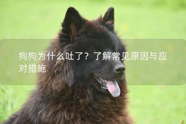 狗狗为什么吐了?了解常见原因与应对措施 狗狗为什么吐了?了解常见原因与应对措施