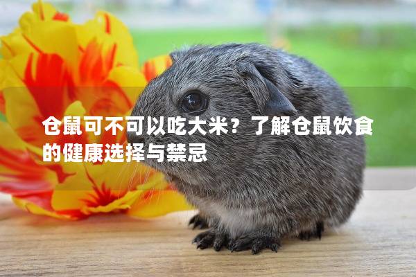 仓鼠可不可以吃大米？了解仓鼠饮食的健康选择与禁忌