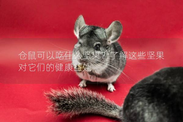 仓鼠可以吃什么坚果？了解这些坚果对它们的健康益处