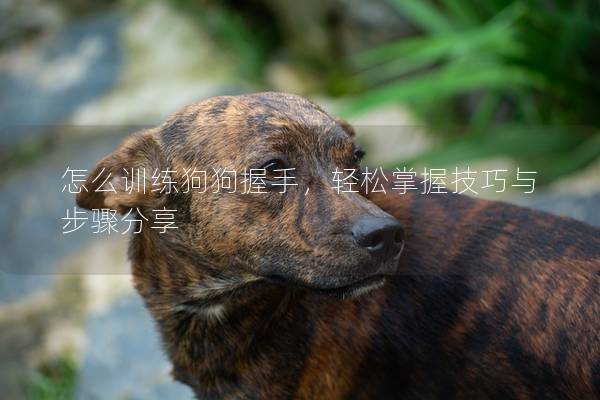 怎么训练狗狗握手，轻松掌握技巧与步骤分享