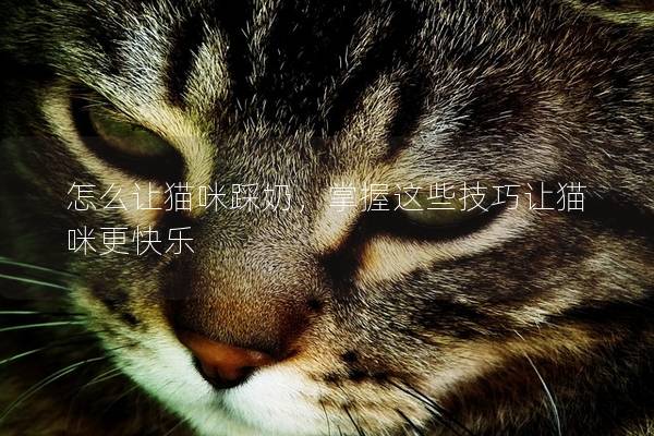怎么让猫咪踩奶，掌握这些技巧让猫咪更快乐