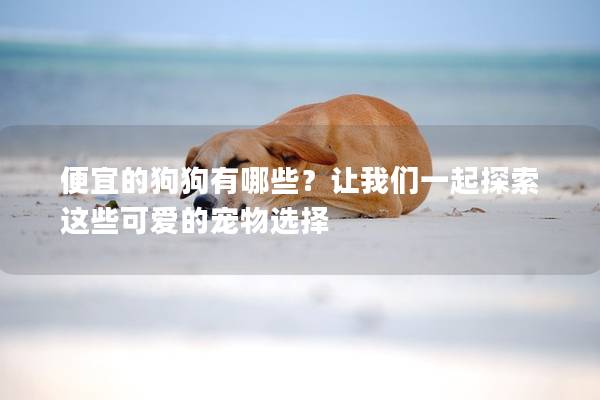 便宜的狗狗有哪些?让我们一起探索这些可爱的宠物选择 便宜的狗狗有哪些?让我们一起探索这些可爱的宠物选择