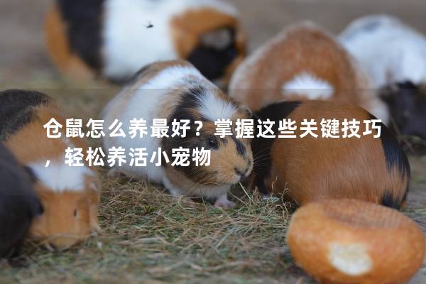 仓鼠怎么养最好？掌握这些关键技巧，轻松养活小宠物
