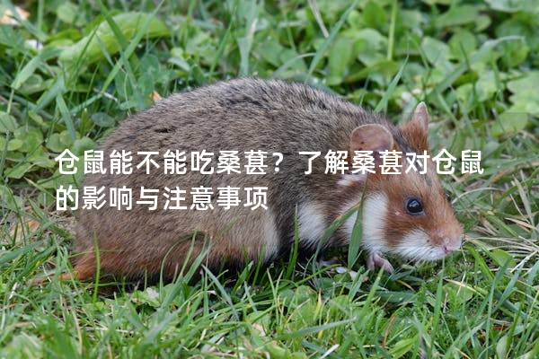 仓鼠能不能吃桑葚？了解桑葚对仓鼠的影响与注意事项