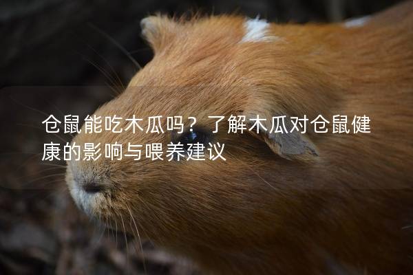 仓鼠能吃木瓜吗？了解木瓜对仓鼠健康的影响与喂养建议