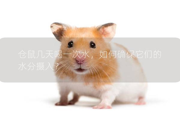 仓鼠几天喝一次水，如何确保它们的水分摄入？