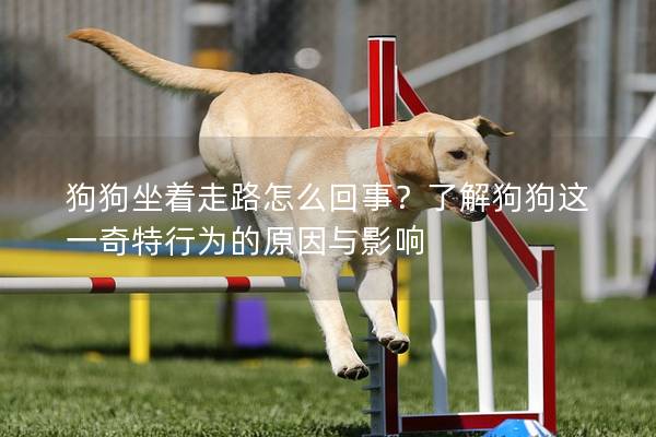 狗狗坐着走路怎么回事？了解狗狗这一奇特行为的原因与影响