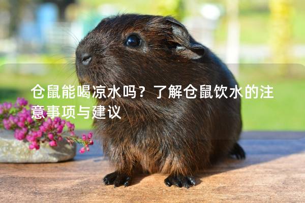 仓鼠能喝凉水吗?了解仓鼠饮水的注意事项与建议 仓鼠能喝凉水吗?了解仓鼠饮水的注意事项与建议