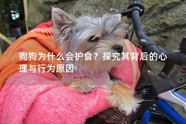 狗狗为什么会护食？探究其背后的心理与行为原因