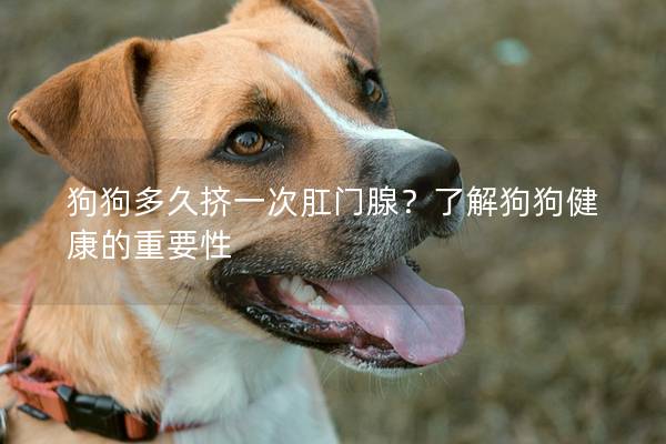 狗狗多久挤一次肛门腺？了解狗狗健康的重要性