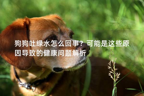 狗狗吐绿水怎么回事？可能是这些原因导致的健康问题解析