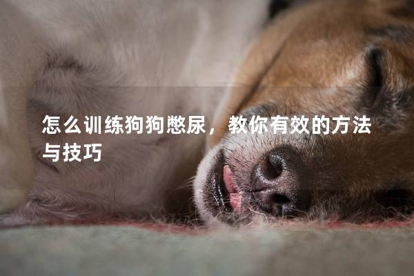 怎么训练狗狗憋尿，教你有效的方法与技巧