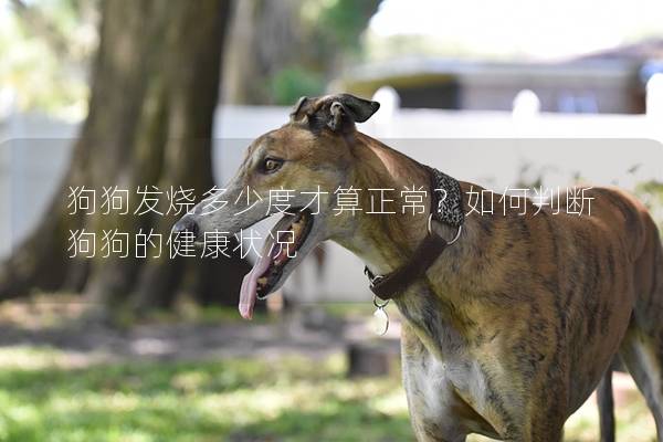 狗狗发烧多少度才算正常？如何判断狗狗的健康状况
