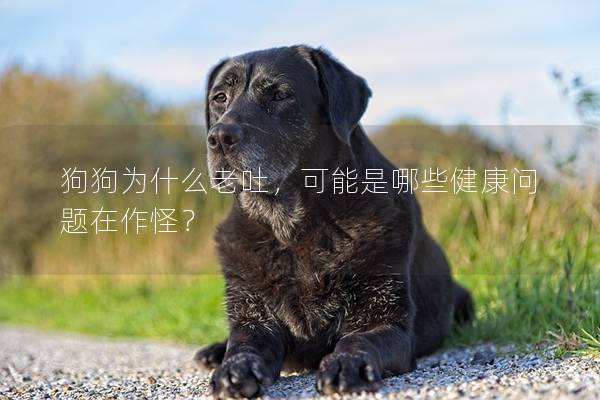 狗狗为什么老吐，可能是哪些健康问题在作怪？