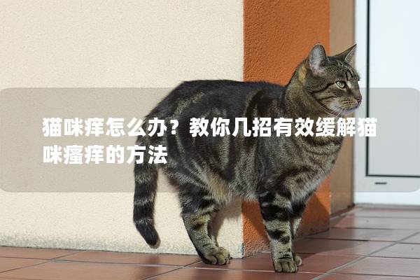 猫咪痒怎么办？教你几招有效缓解猫咪瘙痒的方法