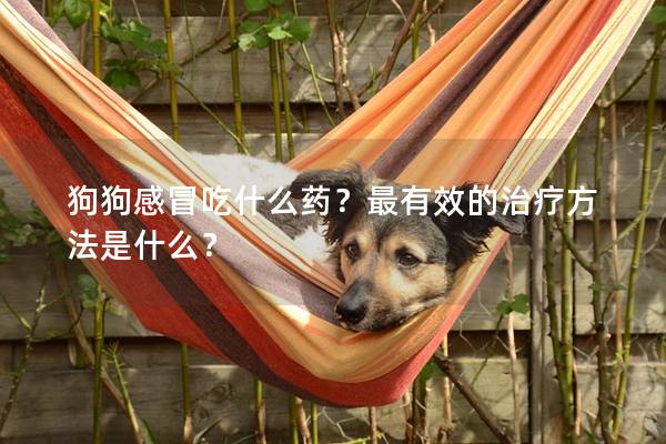 狗狗感冒吃什么药?最有效的治疗方法是什么? 狗狗感冒吃什么药?最有效的治疗方法是什么?