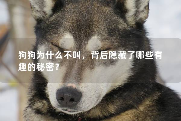 狗狗为什么不叫,背后隐藏了哪些有趣的秘密? 狗狗为什么不叫,背后隐藏了哪些有趣的秘密?
