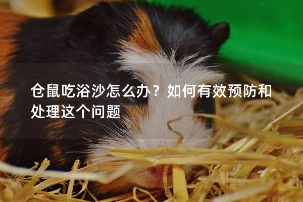 仓鼠吃浴沙怎么办？如何有效预防和处理这个问题