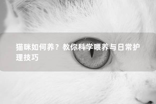 猫咪如何养？教你科学喂养与日常护理技巧
