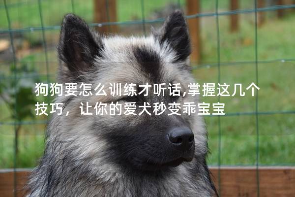 狗狗要怎么训练才听话,掌握这几个技巧，让你的爱犬秒变乖宝宝