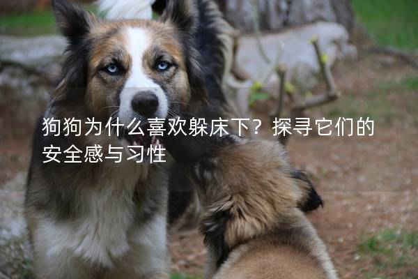 狗狗为什么喜欢躲床下？探寻它们的安全感与习性