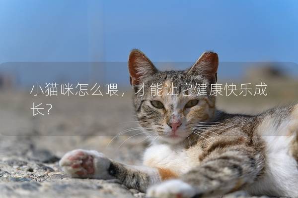 小猫咪怎么喂，才能让它健康快乐成长？