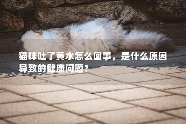猫咪吐了黄水怎么回事，是什么原因导致的健康问题？