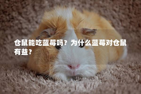 仓鼠能吃蓝莓吗？为什么蓝莓对仓鼠有益？
