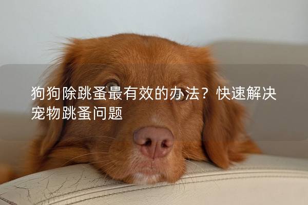 狗狗除跳蚤最有效的办法？快速解决宠物跳蚤问题