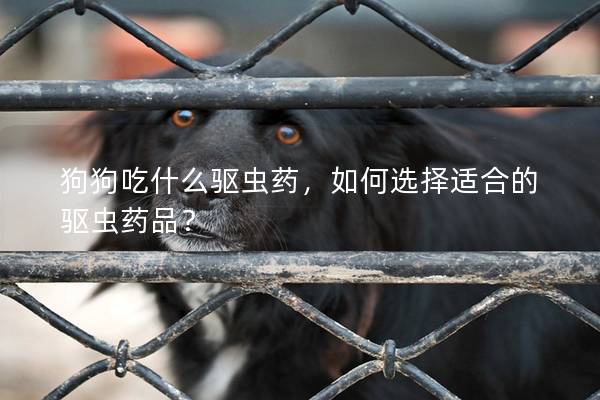 狗狗吃什么驱虫药，如何选择适合的驱虫药品？