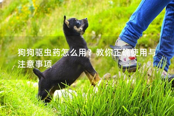 狗狗驱虫药怎么用？教你正确使用与注意事项